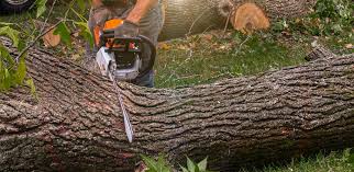 Best Pest Control for Lawns  in Lamar, CO