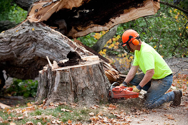 Best Tree Trimming and Pruning  in Lamar, CO